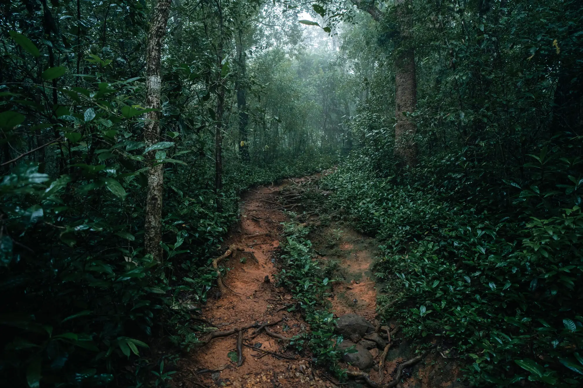 A wet red-earth footpath running into dense forest under mist, the kind of edge a vehicle patrol never reaches